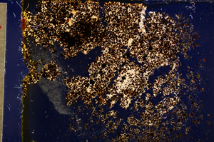 Cross Polarized, E20021