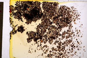 Plane Polarized, E20021