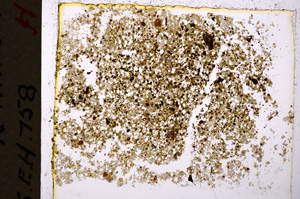 Plane Polarized, E20021/A