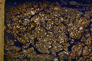 Cross Polarized, E20024/A