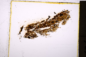 Plane Polarized, E20029