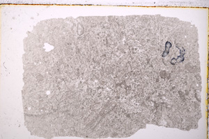 Plane Polarized, E20049