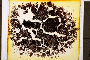 Plane Polarized, E20104