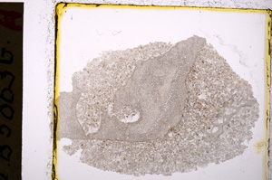 Plane Polarized, E20107