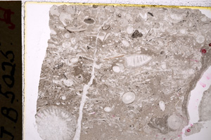 Plane Polarized, E20115