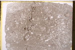 Plane Polarized, E20175