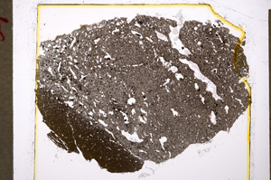 Plane Polarized, E20205