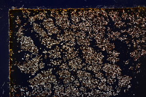 Cross Polarized, E20207