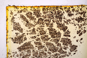 Plane Polarized, E20207