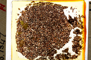 Plane Polarized, E20209