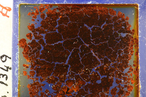 Cross Polarized, E20211