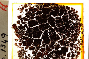 Plane Polarized, E20211