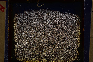 Cross Polarized, E20212