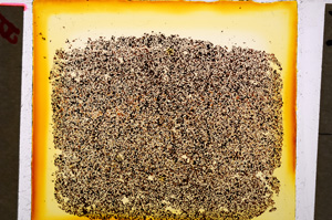 Plane Polarized, E20212