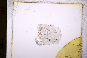 Plane Polarized, E20228