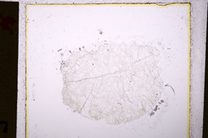 Plane Polarized, E20234