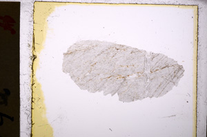 Plane Polarized, E20238