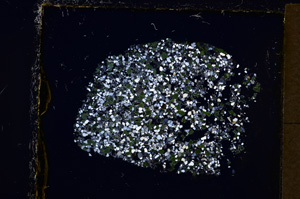 Cross Polarized, E20245