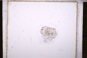 Plane Polarized, E20246