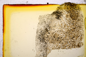 Plane Polarized, E20258