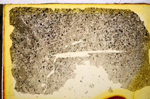 Plane Polarized, E20260