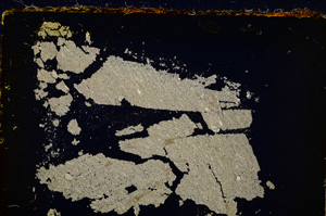 Cross Polarized, E20264