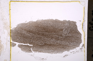 Plane Polarized, E20303