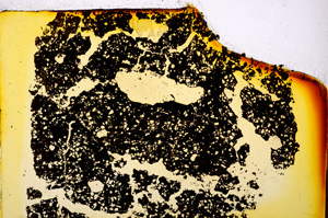 Plane Polarized, E20304