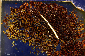 Cross Polarized, E20305