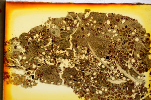 Plane Polarized, E20309