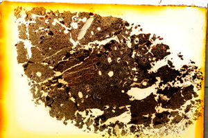 Plane Polarized, E20311
