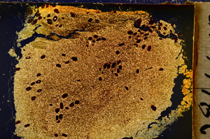 Cross Polarized, E20312