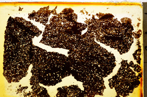 Plane Polarized, E20319