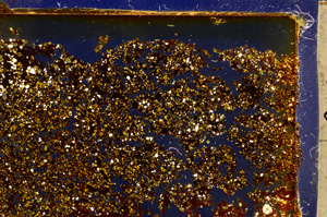 Cross Polarized, E20320