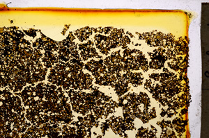 Plane Polarized, E20320