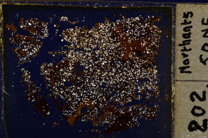 Cross Polarized, E20326