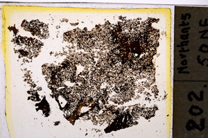 Plane Polarized, E20326