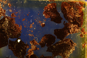 Cross Polarized, E20339