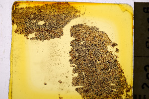 Plane Polarized, E20340