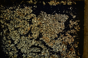 Cross Polarized, E20342