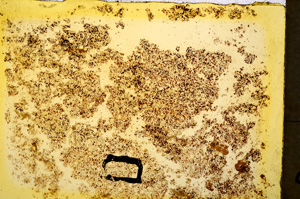 Plane Polarized, E20342