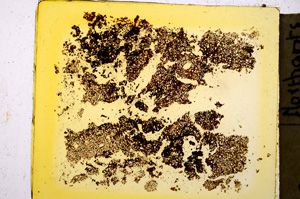 Plane Polarized, E20343