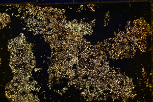 Cross Polarized, E20344