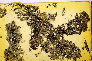 Plane Polarized, E20344