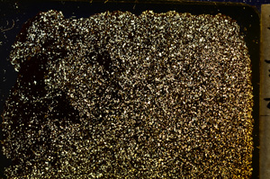 Cross Polarized, E20345