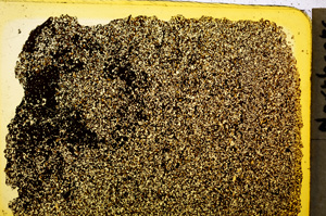 Plane Polarized, E20345