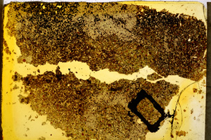 Plane Polarized, E20348