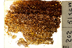 Plane Polarized, E20350