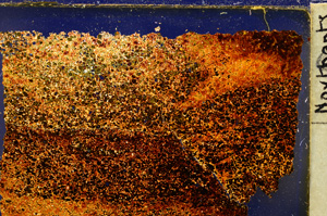 Cross Polarized, E20351