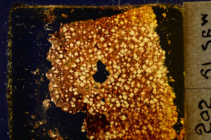 Cross Polarized, E20352